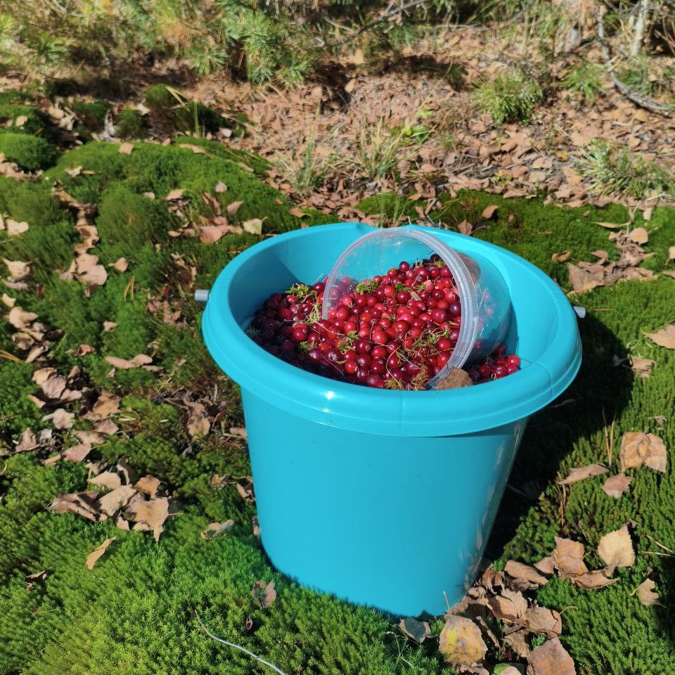 Там, где осень пахнет клюквой
